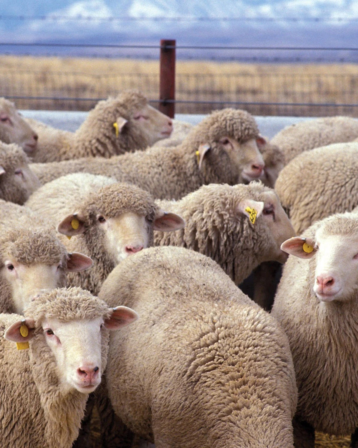 Pringle of Scotland photograph of sheep